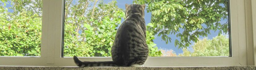 Eine Katze genießt den Ausblick auf die Natur in unserer Katzenpension.