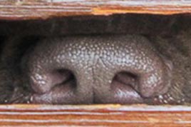 Ein brauner Hund drückt seine Nase an einen Briefschlitz in einer Holztür.