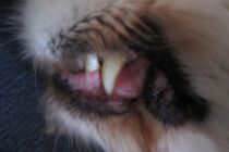 Den Artikel lesen: Zahnstein entfernen beim Hund