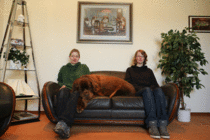 Den Artikel lesen: Darf der Hund auf das Sofa oder nicht?