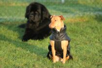 Den Artikel lesen: Brauchen Hunde Jacke oder Mantel?